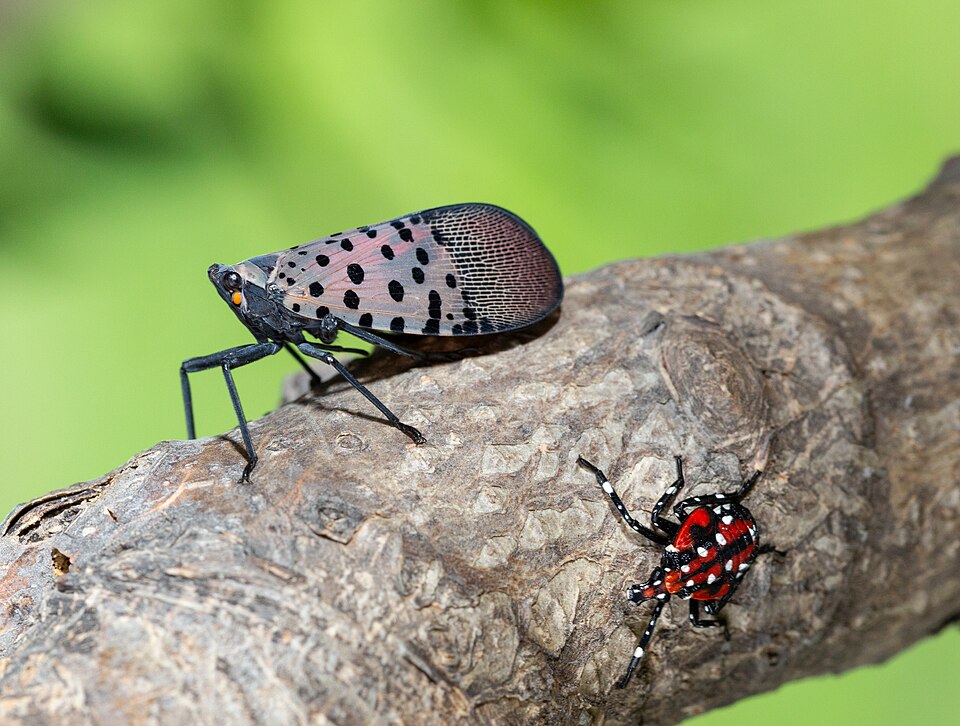 File:Spotted Lantern-fly on Tree Branch.jpg