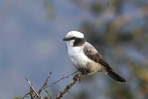 White-crowned shrike Eurocephalus anguitimens niveus South Africa