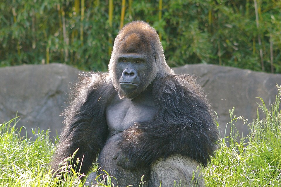 File:Big Male Gorilla.jpg