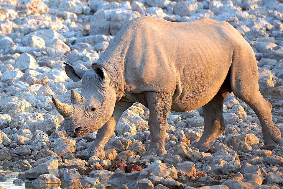 File:Black Rhinoceros Advancing 2019-07-23.jpg