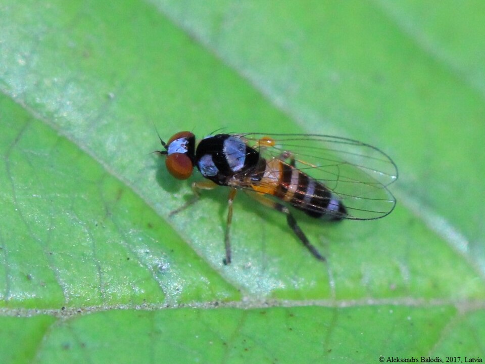 File:Callomyia speciosa 01.JPG