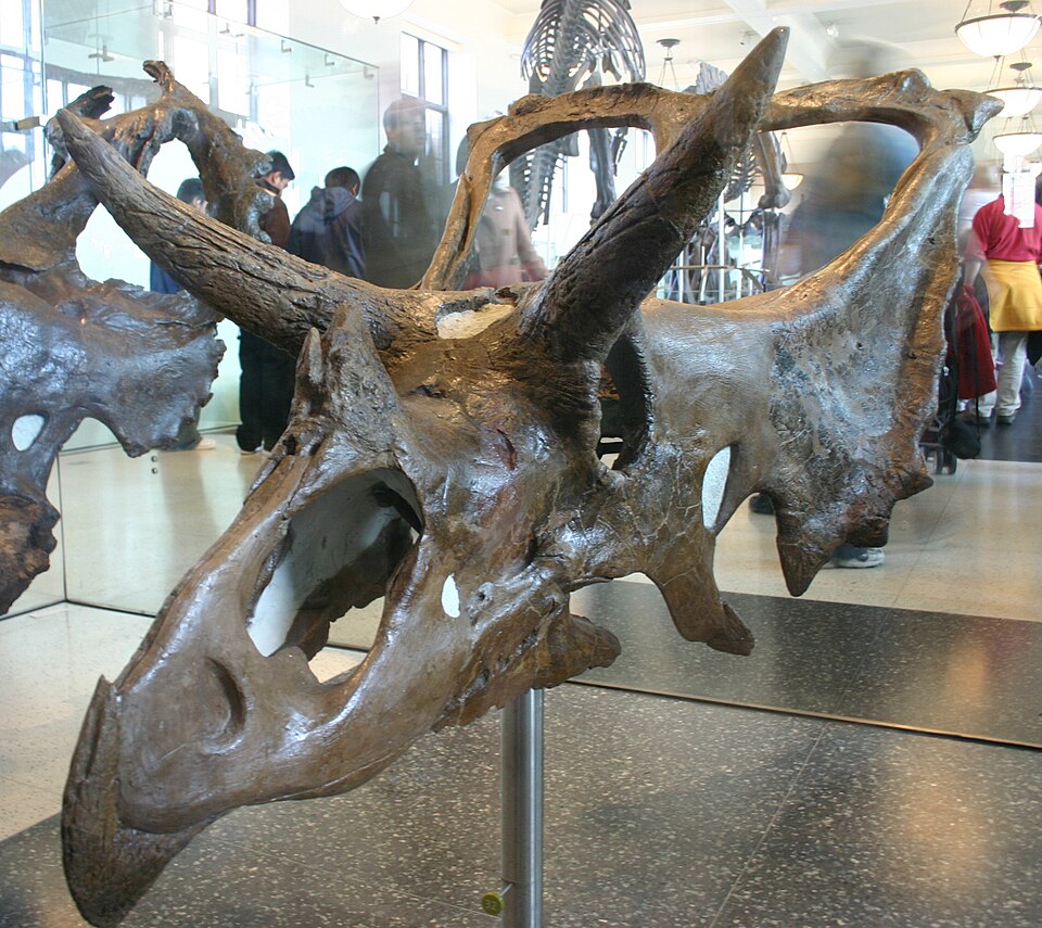File:Chasmosaurus kaiseni.jpg