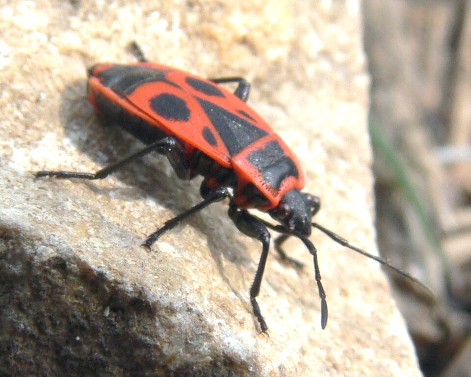 File:Firebug.jpg
