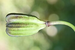 Fruits