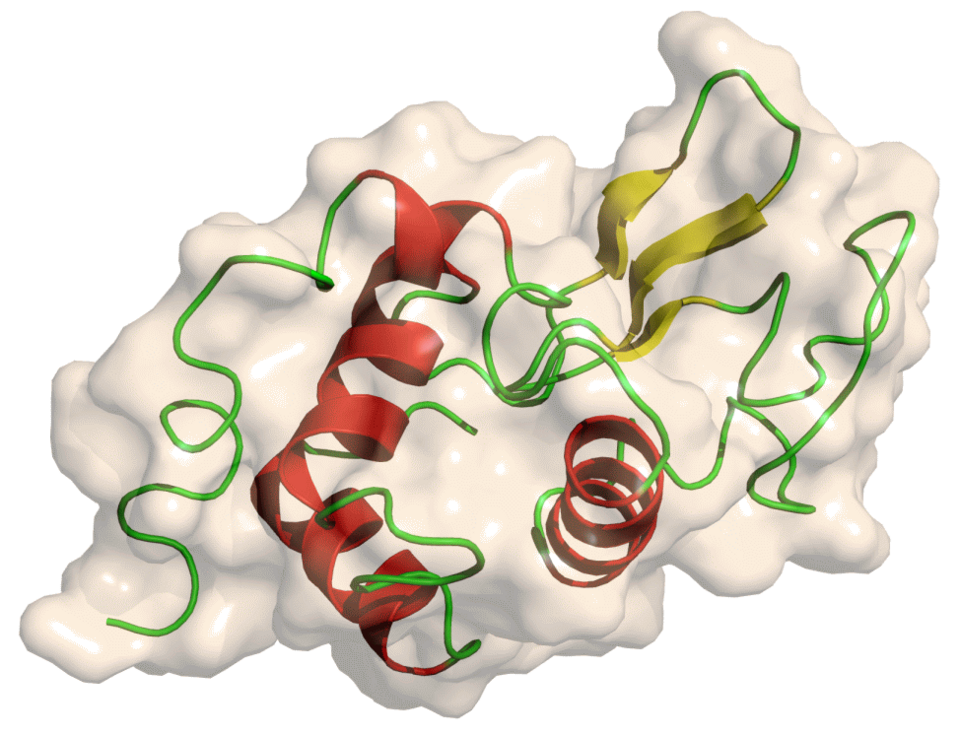 File:Lysozyme.png