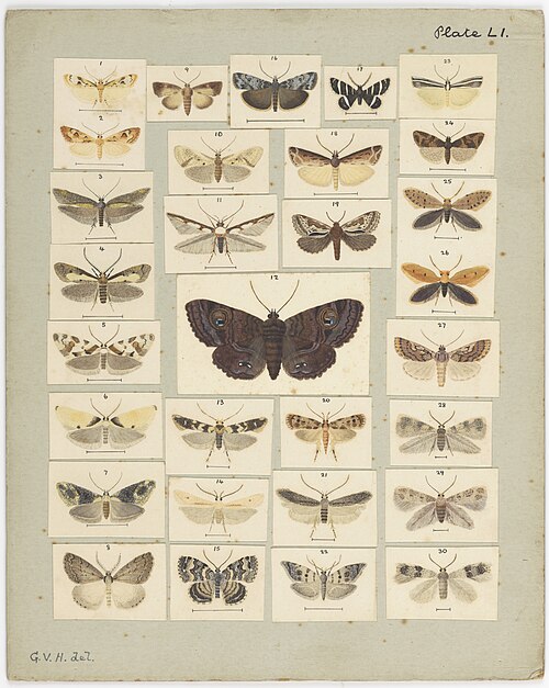 File:MA I437912 TePapa Plate-LI-The-butterflies full.jpg