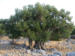 Olive trees of Lun