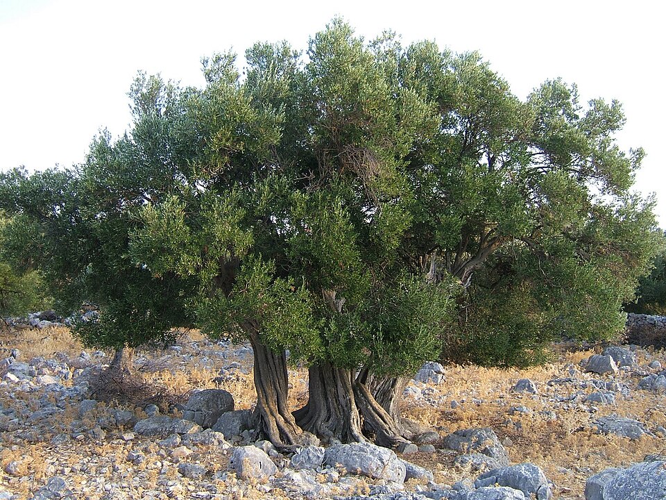 File:Millennial olive trees in place Lun,.jpg