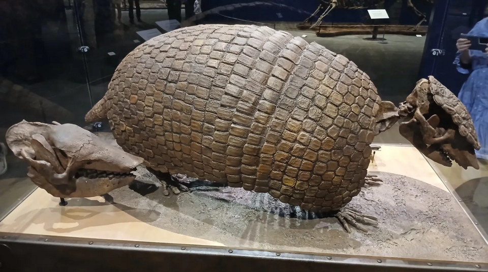 File:Pampathere skeleton with shell.png