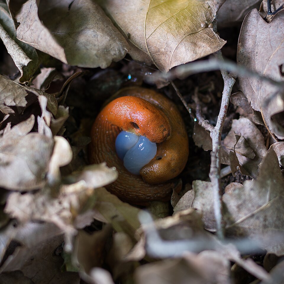 File:Red Slug copulation.jpg