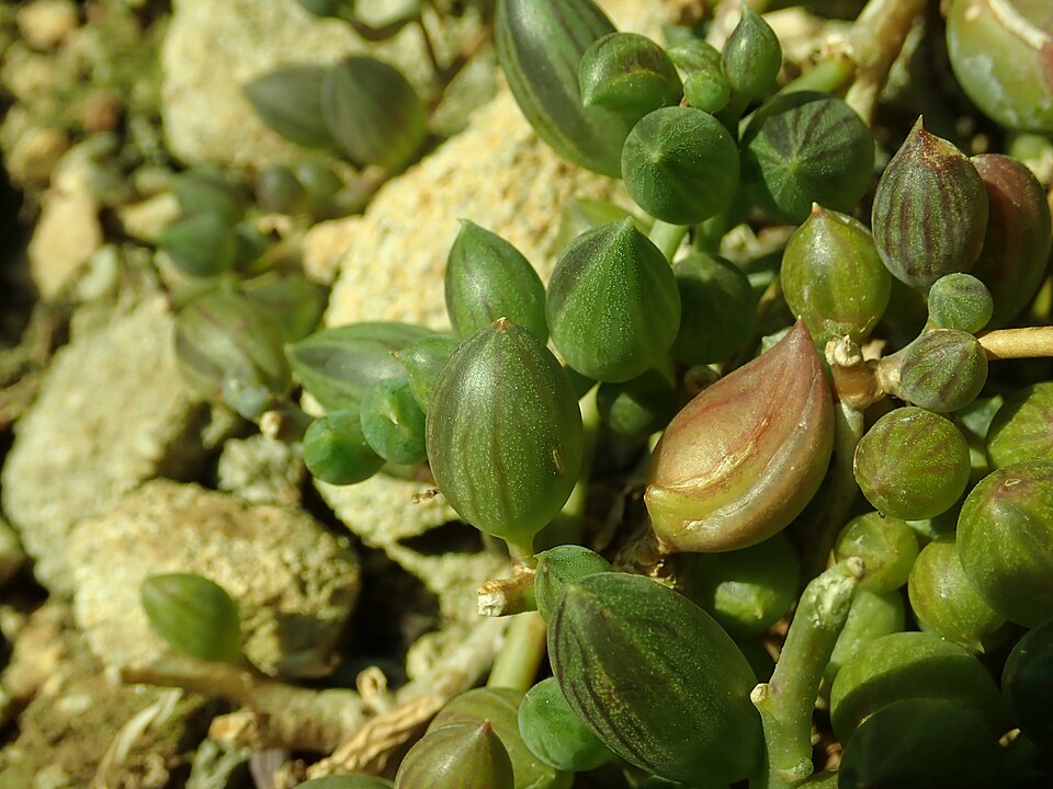 File:Senecio herreanus 2019-04-16 0741.jpg