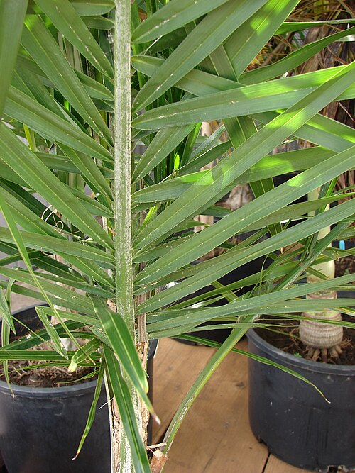 File:Starr 080117-1868 Syagrus romanzoffiana.jpg