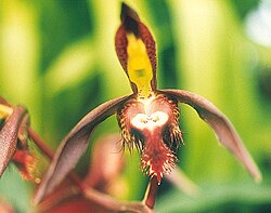 When a bee touches a seta (a trigger hair) on the flower of Catasetum saccatum, the sticky pollinia are shot explosively at the insect.
