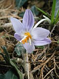 Crocus laevigatus 'Fontenayi' close-up