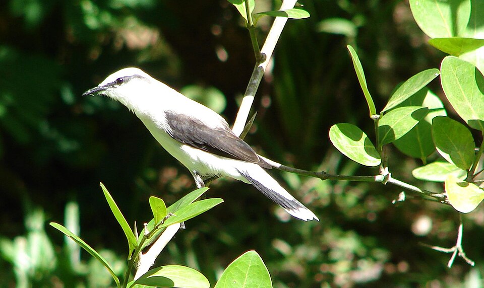 File:Fluvicola nengeta.jpeg