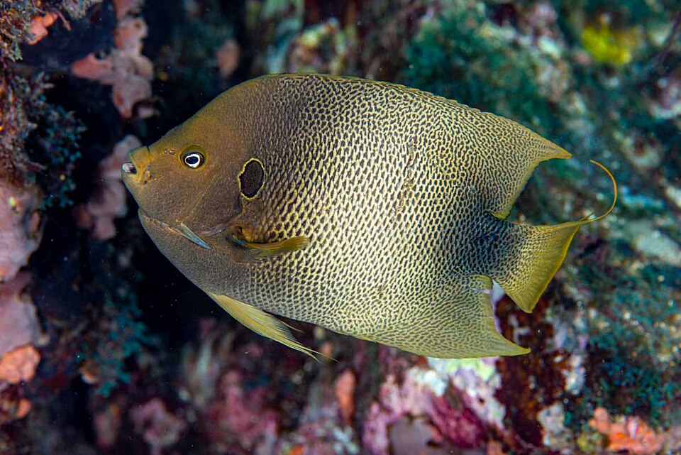 File:Holacanthus africanus.jpg