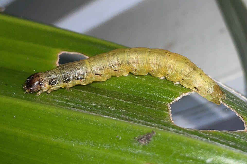 File:Ichneutica purdii 609391133.jpg