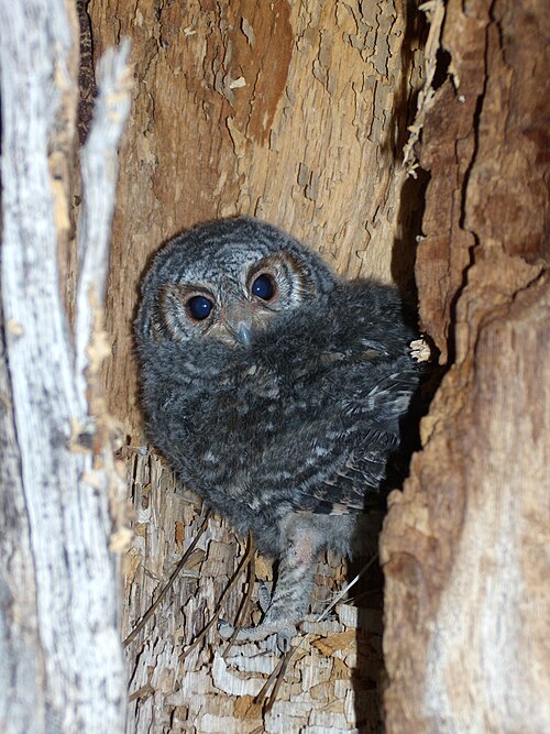 File:Juvenile flammulated owl2.jpg
