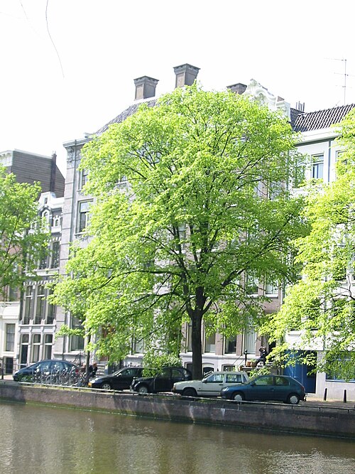 File:Ulmus x hollandica 'Belgica' Amsterdam.jpg