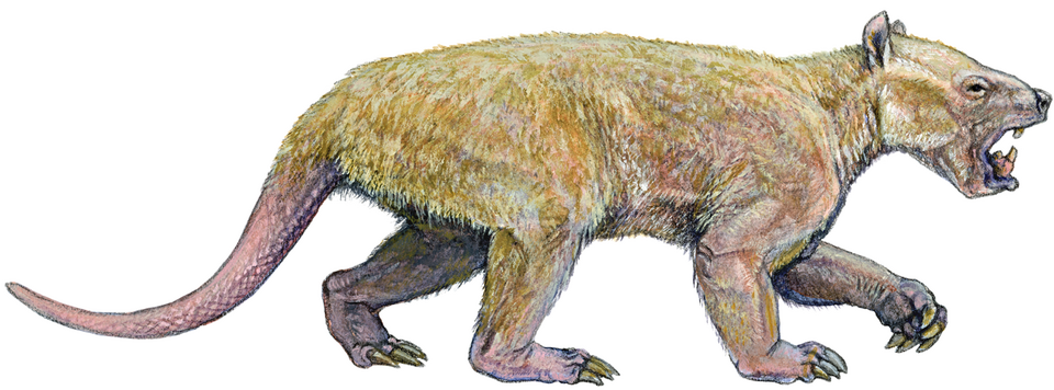 File:Wortmania otariidens recon 1.png