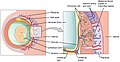 Schematic view of the placenta