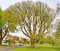 Tree opposite 175 Surrenden Rd, Brighton (2015)