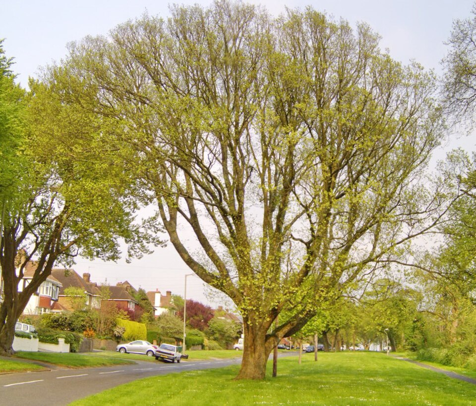 File:BH00059 Ulmus. Surrenden Road, Brighton. (4).jpg