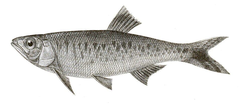 File:Barilius tileo Achilles 149.jpg