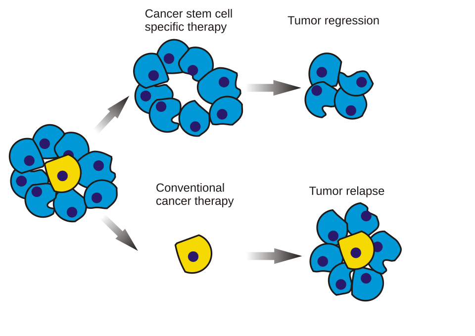 File:Cancer stem cells.svg