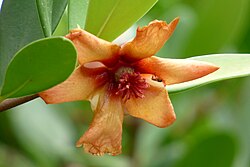 A spent flower
