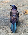Iridescence of the grackle's feathers