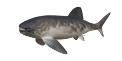 Reconstructed using the publication from Ferron et al, 2017, and the arthrodire with fins preserved, Amazichthys.