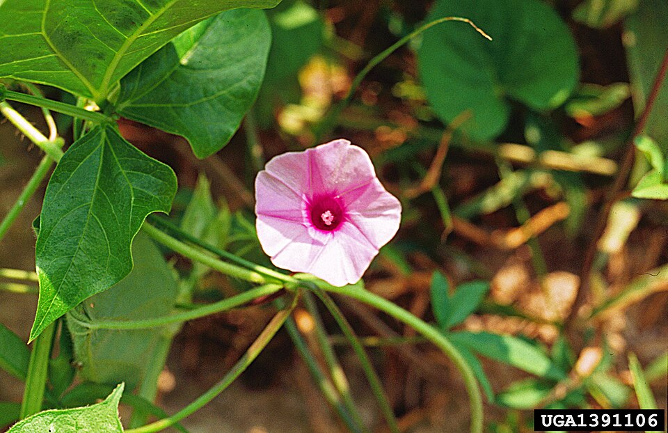 File:Ipomoea wrightii.jpg