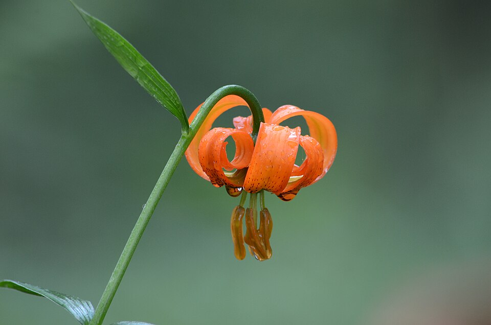 File:Lilium carniolicum (2).JPG