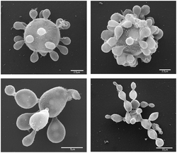 P.&nbsp;lutzii (yeast phase)