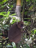 Greater bamboo lemur