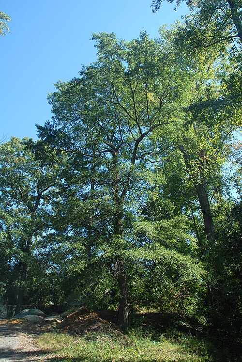 File:QuercusPhellos1.jpg