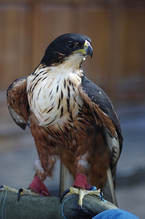 File:Rufous-bellied-hawk-eagle2.JPG