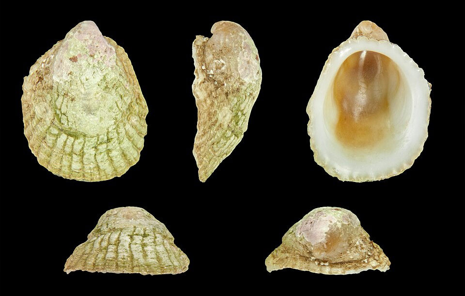 File:Sabia australis 01.JPG