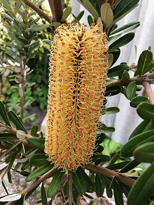 File:Banksia verticillata inflorescence.jpg