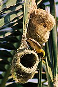 A new nest under construction