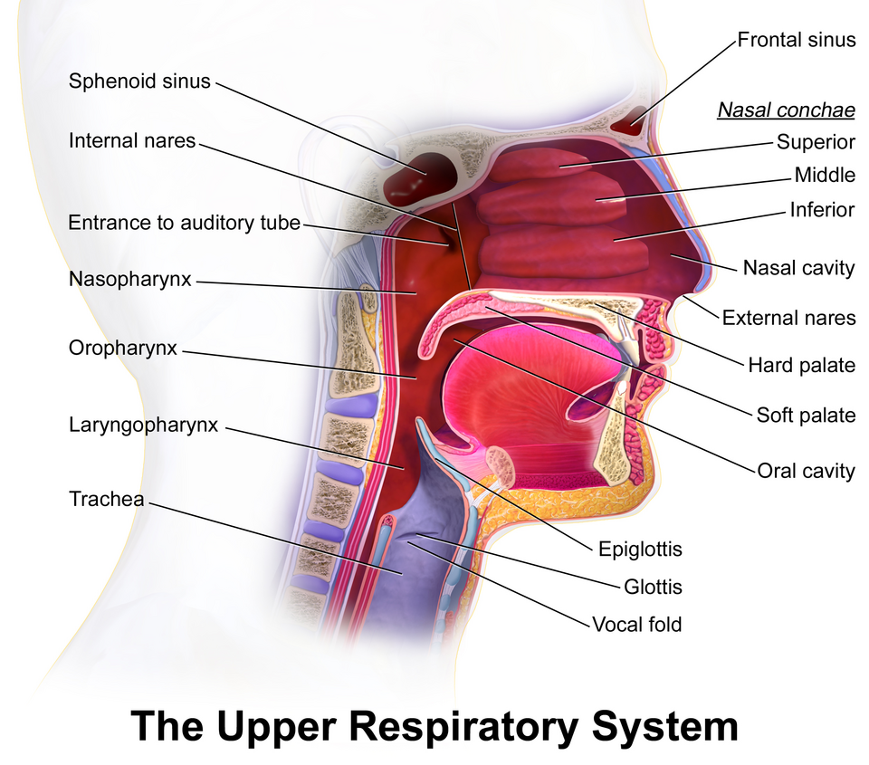 File:Blausen 0872 UpperRespiratorySystem.png