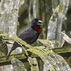 Blue-billed malimbe Malimbus nitens Ghana