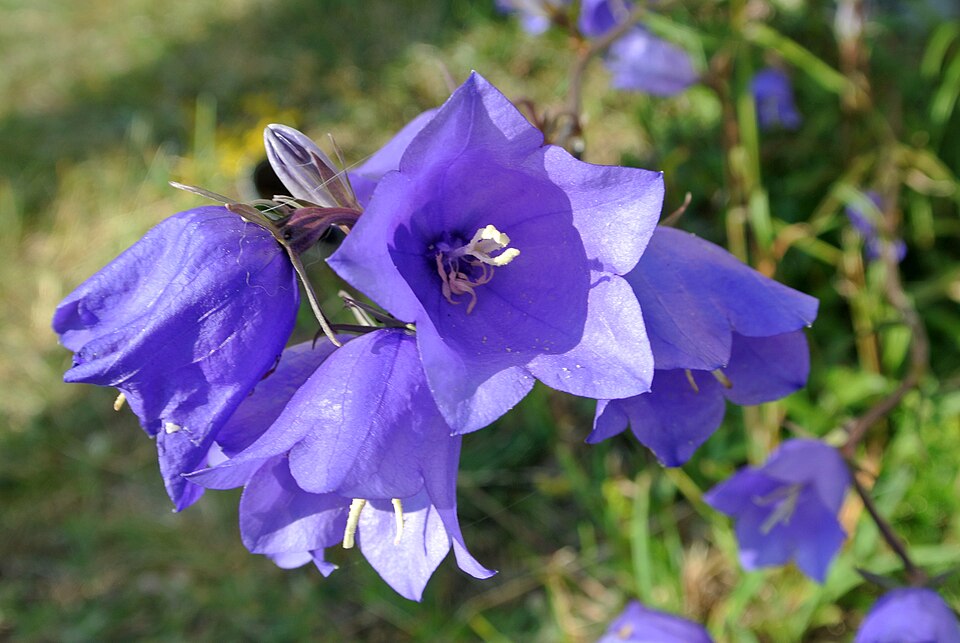 File:Campanula persicifolia Tehumardi Saaremaa.jpg