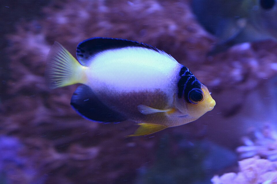 File:Centropyge multicolor.jpg
