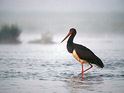 The Black Stork, a Annex A protected species under Regulation (EC) No. 338/97