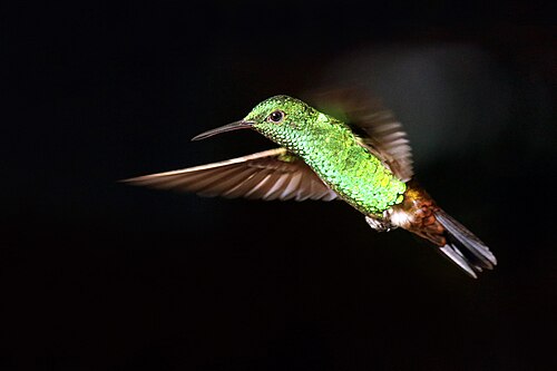 Copper-rumped hummingbird Amazilia tobaci Trinidad and Tobago