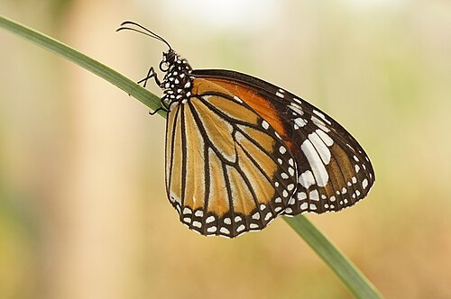 Danaus genutia, by Vengolis