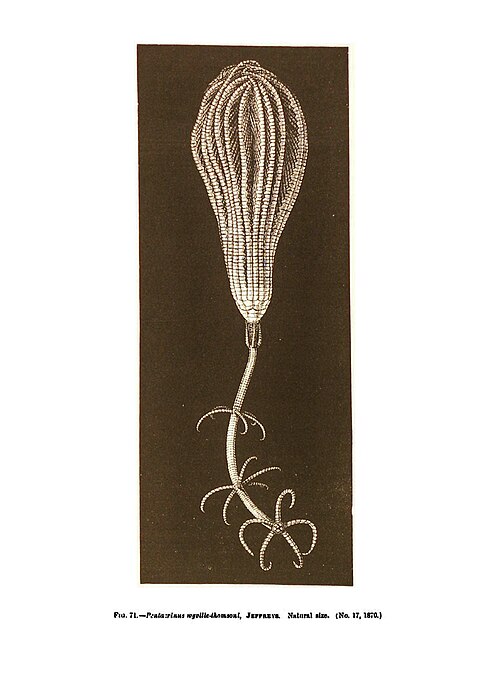 File:Endoxocrinus (Diplocrinus) wyvillethomsoni.jpg