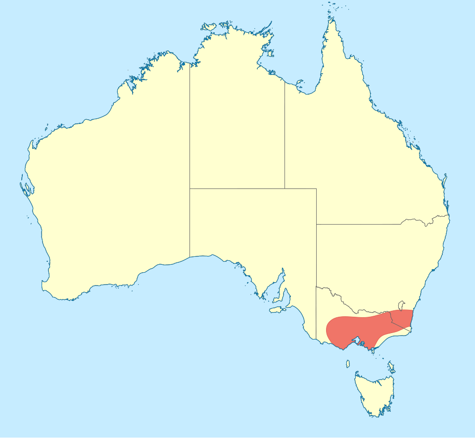 File:Eusynthemis guttata distribution map.svg